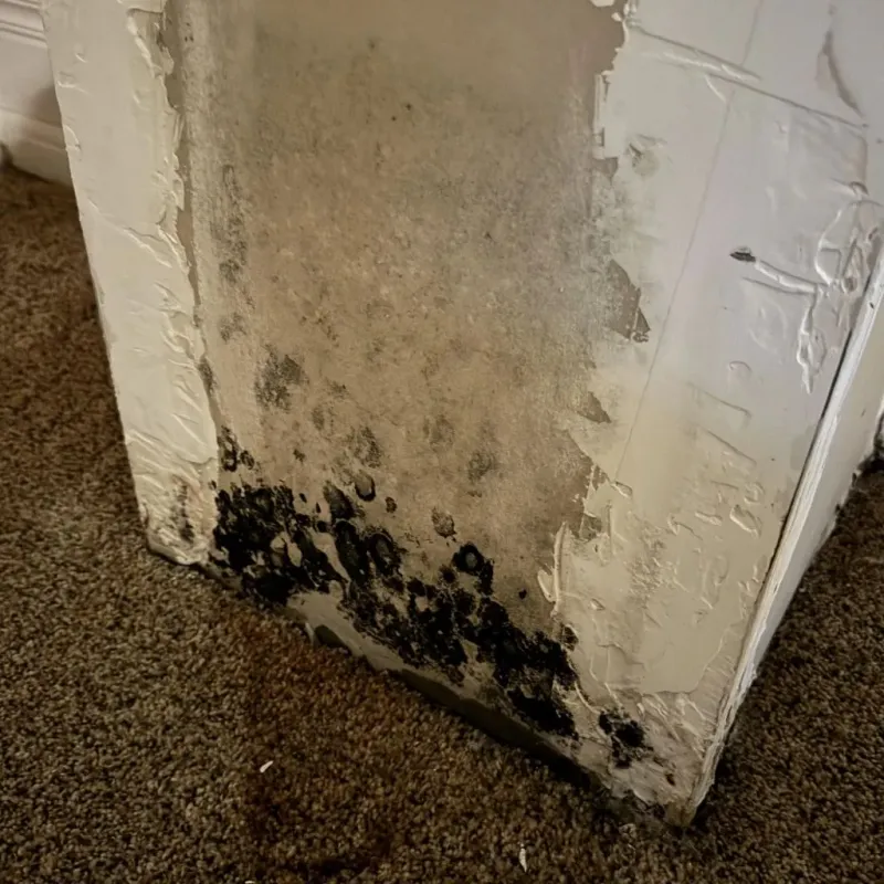 Professional Mold Removal in West University Place, TX